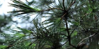 Czy bagażnik dachowy musi mieć homologację? Czy bagażnik dachowy musi mieć homologację?