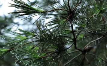 Jakie gabaryty można przewozić na bagażniku dachowym?